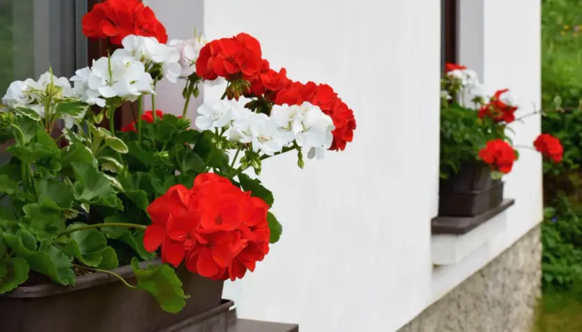 Jakie kwiaty na parapet zewnętrzny sprawią, że Twój balkon ożyje?