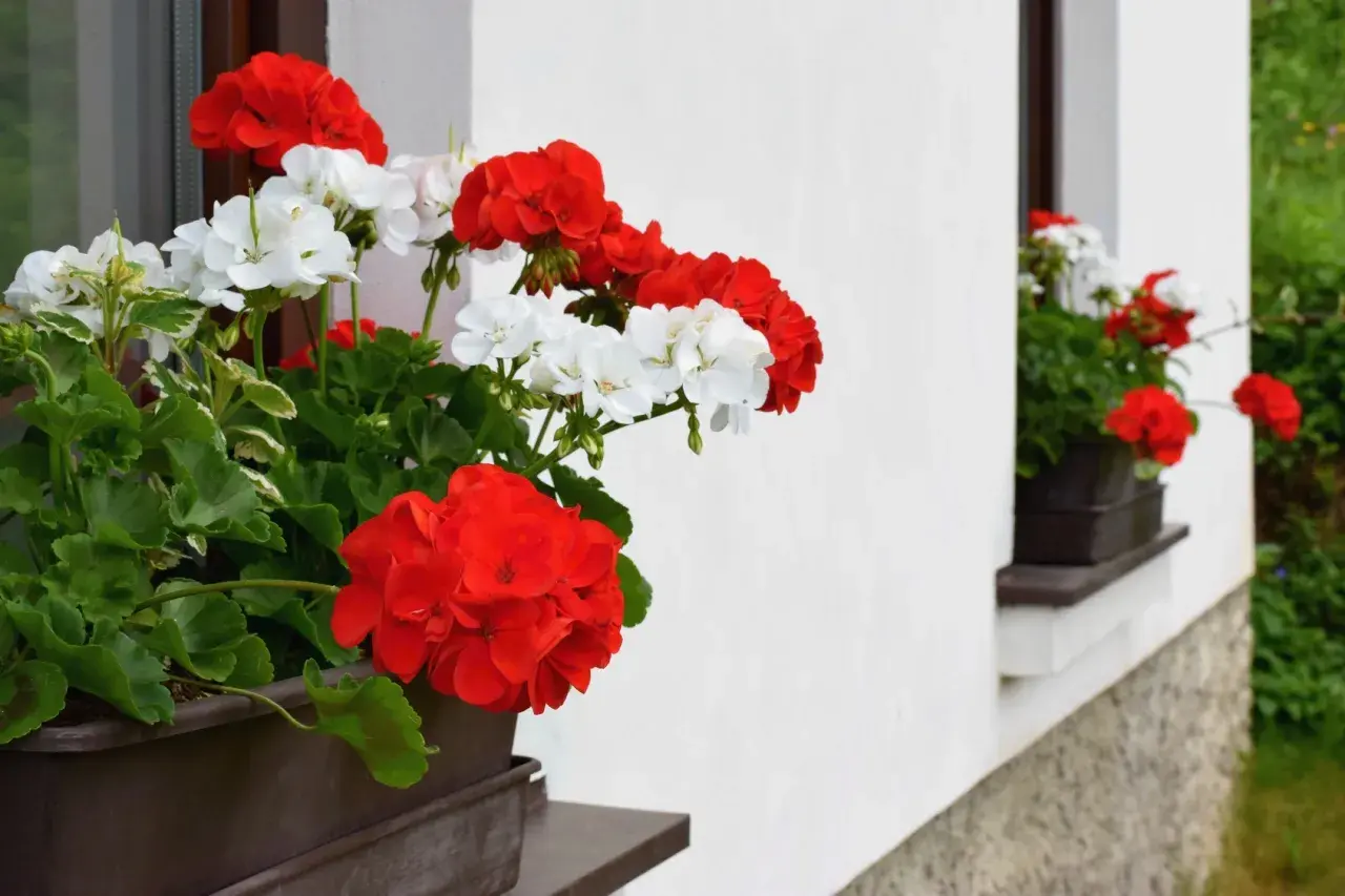 Jakie kwiaty na parapet zewnętrzny sprawią, że Twój balkon ożyje?